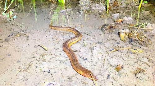 网红抓黄鳝,揭秘网络红人的生态挑战与争议