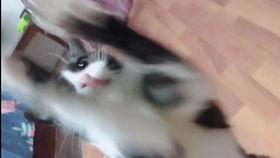 路边网红喵玩具视频,路边网红喵玩具视频引围观