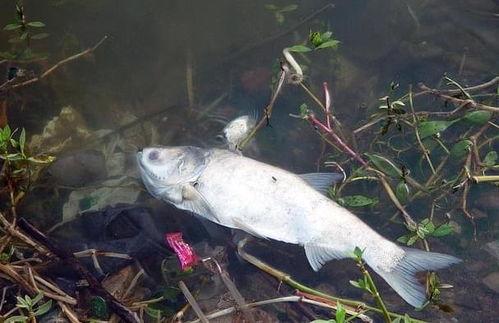 鱼圈圈网红亚楠,鱼圈圈的璀璨明珠，网络红人的魅力之旅