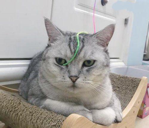 抖音网红猫图片,萌态可掬，俘获无数粉丝心”